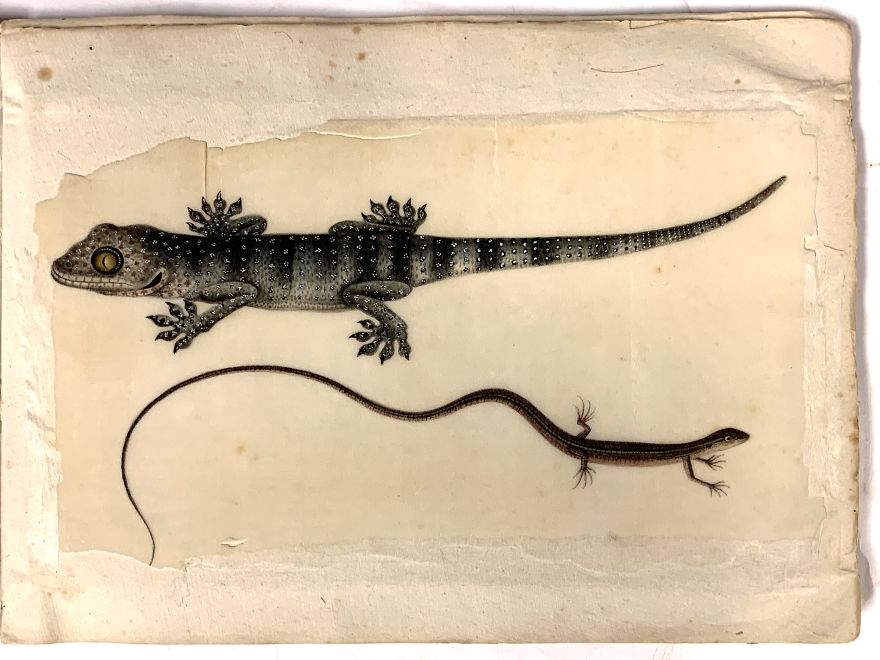 Unique 1831 Chinese Lizard Manuscript That Might Have Changed The History Of Science