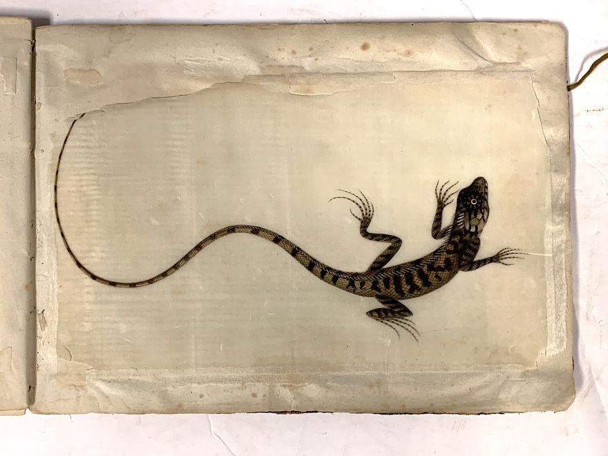 Unique 1831 Chinese Lizard Manuscript That Might Have Changed The History Of Science