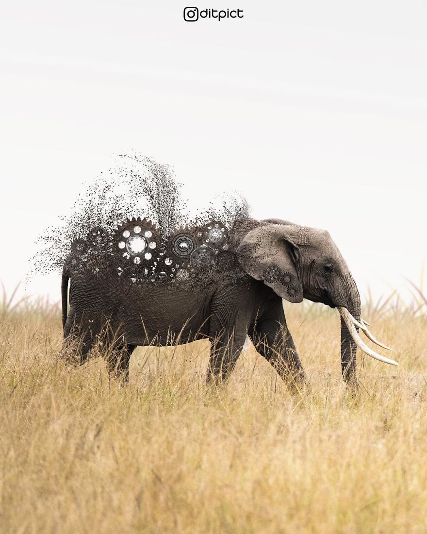 Indonesian Artist Uses Photoshop To Show A Surreal Image Of Animals
