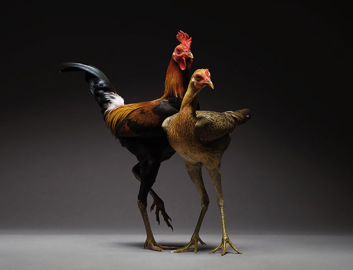 Our 24 Chicken Couple Photographs Show The Diversity Of Love