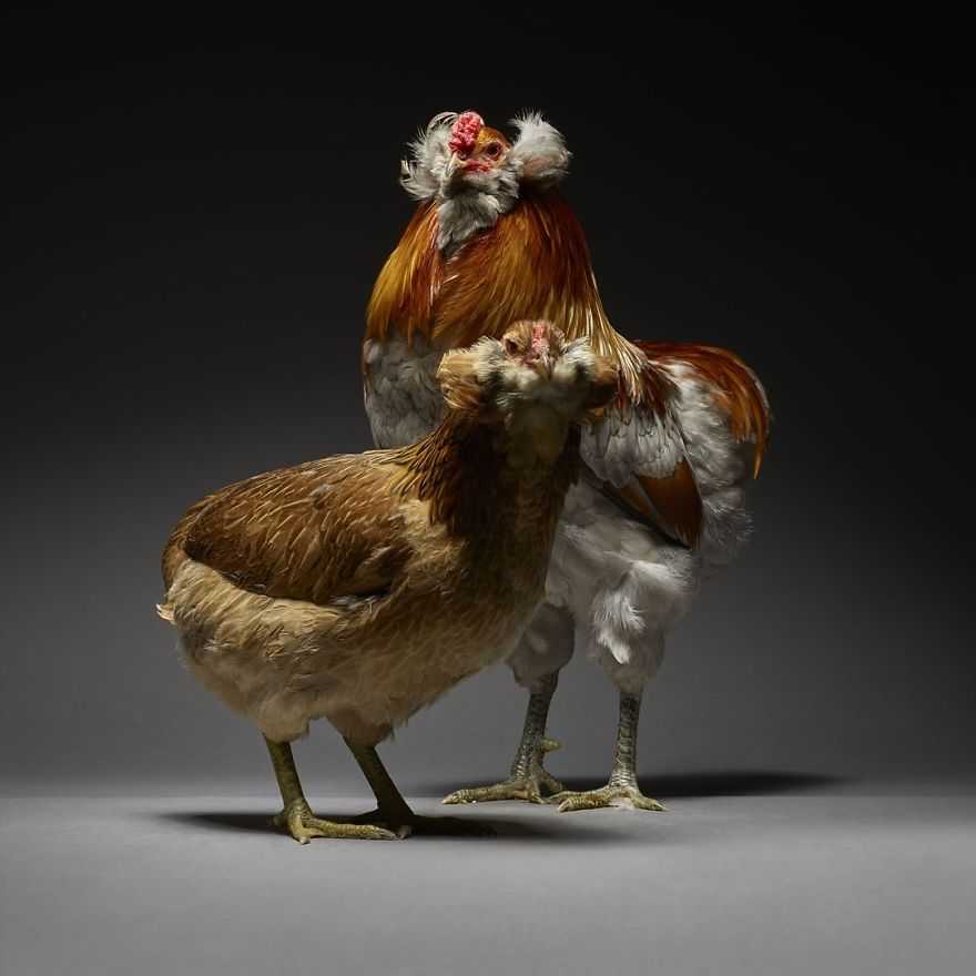 We Photographed Hundreds Of The Most Beautiful Chicken Couples And They Fell In Love, Literally!