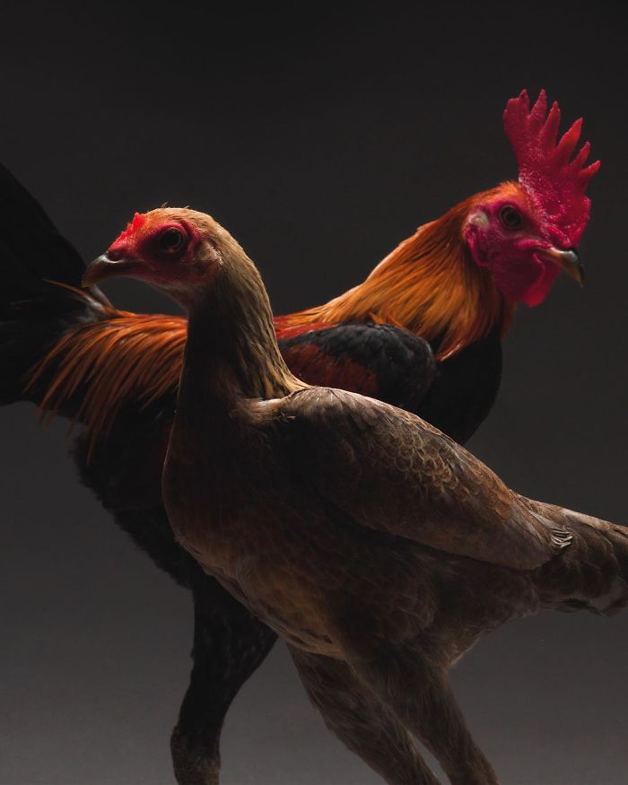 Our 24 Chicken Couple Photographs Show The Diversity Of Love