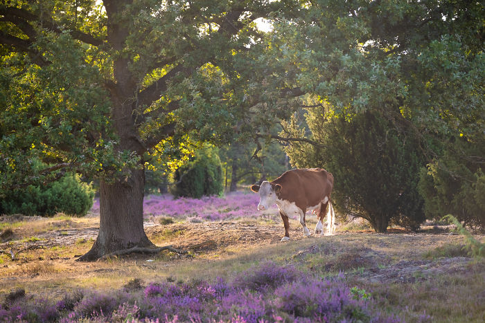 Brown and white cow grazing in a scenic countryside landscape with purple flowers and trees in rural Netherlands.
