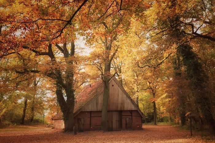 Rustic barn surrounded by autumn trees in the scenic countryside of a rural area in the Netherlands.