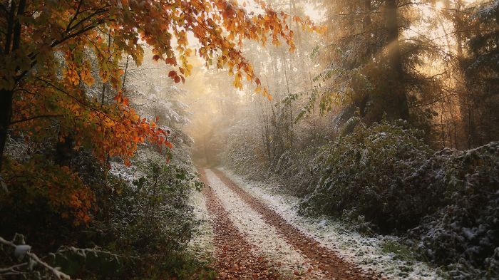Scenic countryside path in a rural area of the Netherlands with autumn leaves and early morning light.
