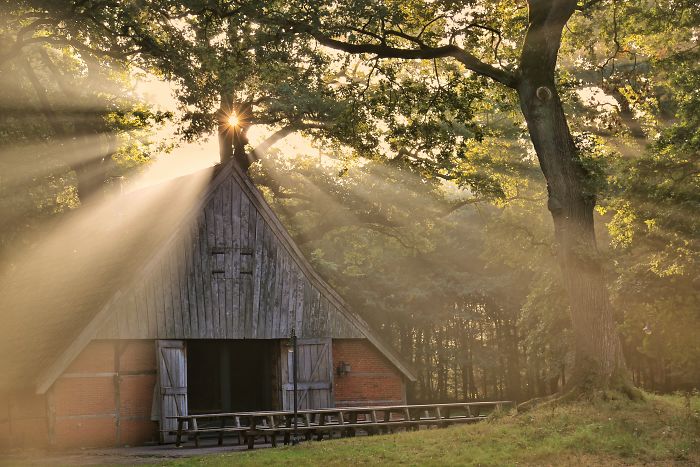 Rustic wooden barn in a rural area of the Netherlands with sunlight streaming through dense countryside trees.