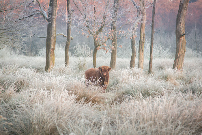 Highland cow standing in frosty grass among trees in scenic rural countryside of the Netherlands at sunrise.