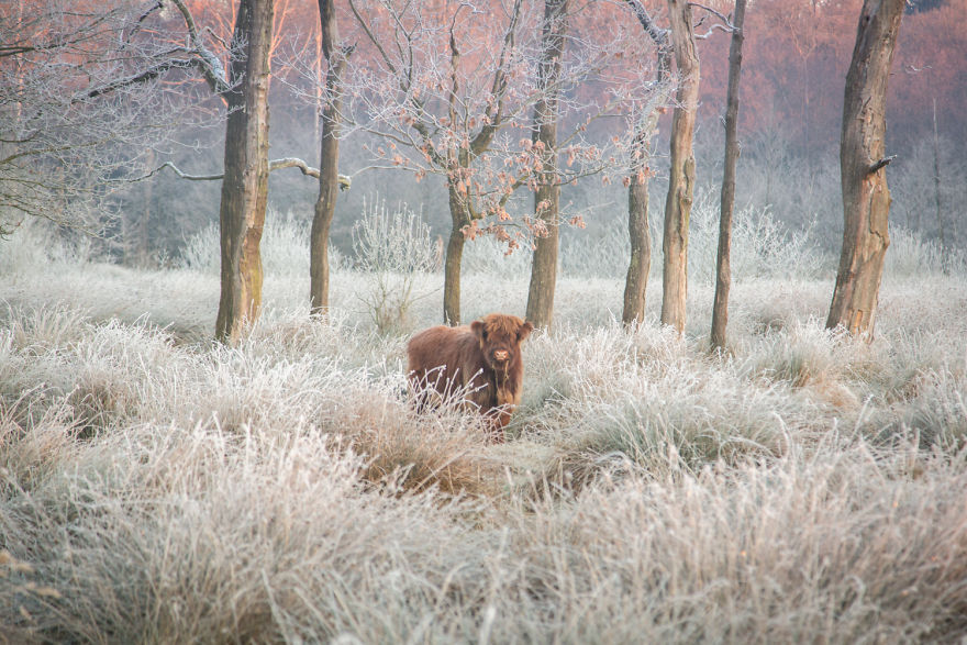 A Calf In A Frozen Bog Landscape