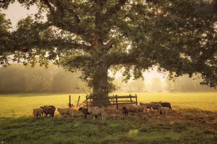 Sheep grazing under a large tree in the scenic countryside of a rural area in the Netherlands during golden hour.