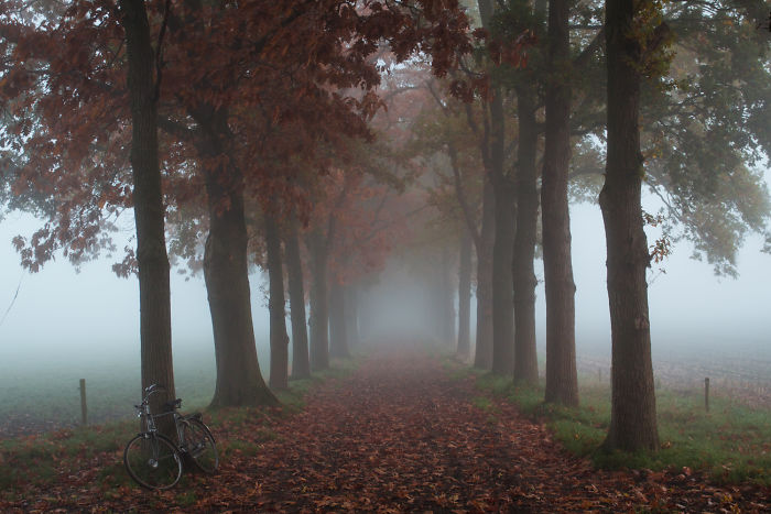 Foggy rural area in the Netherlands with a tree-lined path and a bicycle resting against a tree in the scenic countryside.