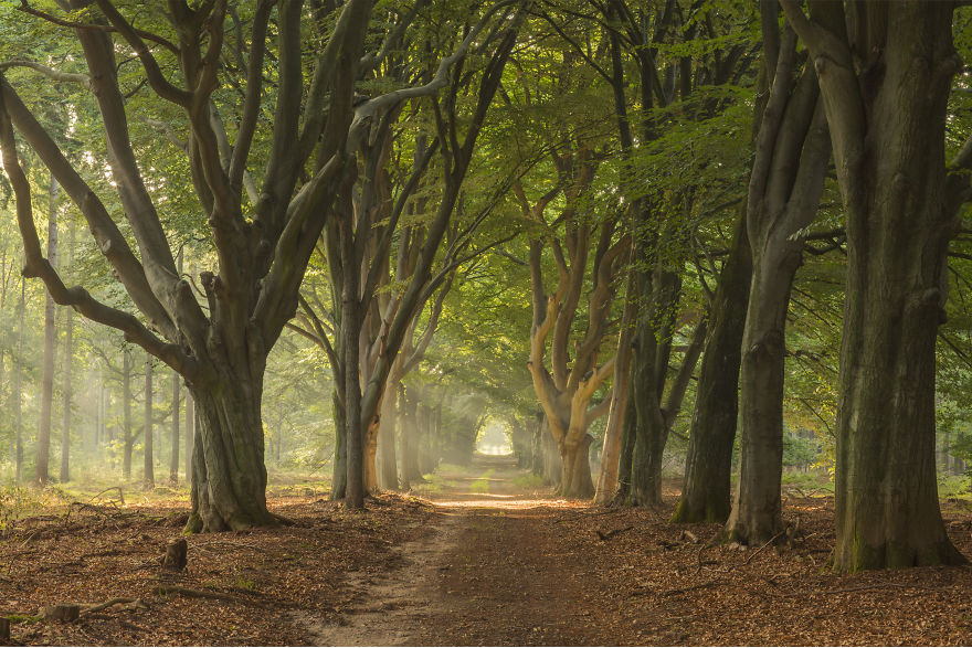 Tree Alley With Beautiful Old Beech Trees