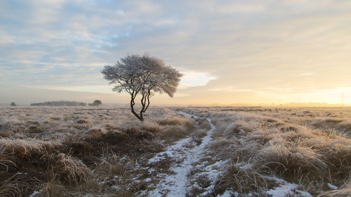 Scenic countryside in a rural area of the Netherlands with frosted grass, a lone tree, and a winding path at sunrise.