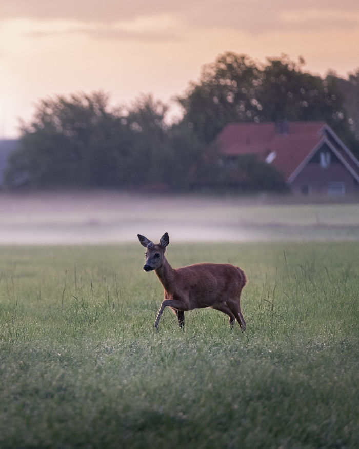 Deer walking in a misty field in the scenic countryside of a rural area in the Netherlands at sunrise.