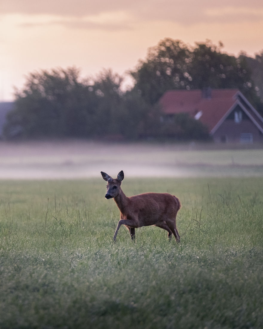 A Roe Deer Making It's Way Through The Misty Meadow