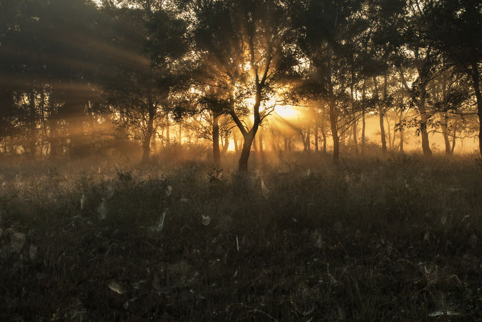 Sunlight filtering through trees in a misty rural area in the Netherlands showcasing scenic countryside beauty.