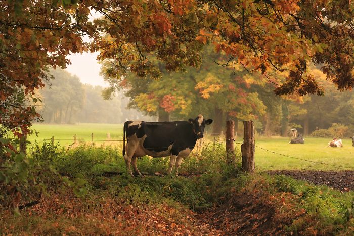Cow standing near a fence under autumn trees in the scenic countryside of a rural area in the Netherlands.