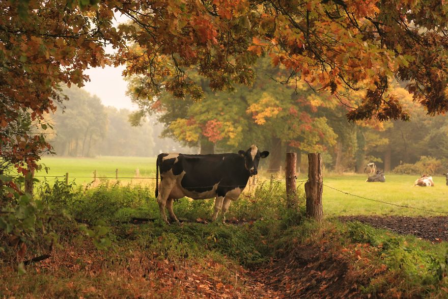 See- Through At A Dairy Farm Near Enschede
