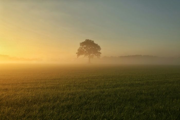 A lone tree stands in a misty rural area of the Netherlands, capturing its scenic countryside at sunrise.