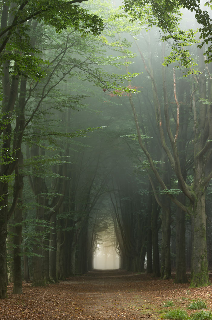 Foggy tree-lined path in a rural area of the Netherlands showcasing the scenic countryside atmosphere and natural beauty.