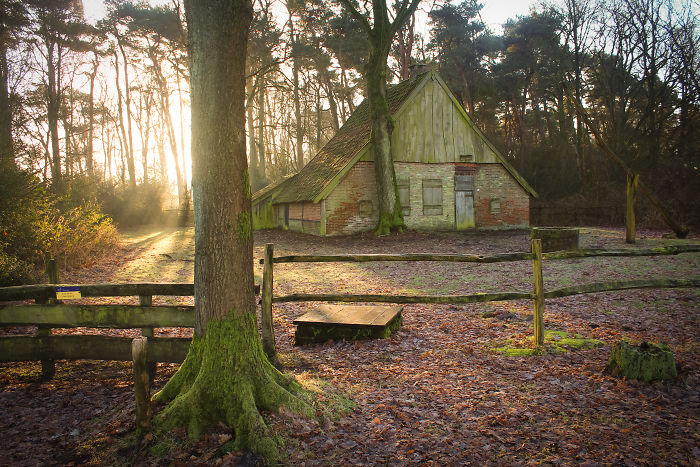 Rustic house in a scenic rural area of the Netherlands surrounded by trees and soft morning sunlight in the countryside.