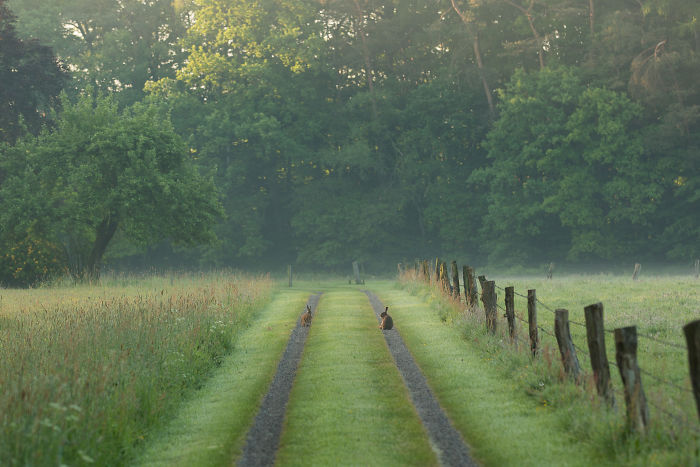 Rural area in the Netherlands showing a grassy countryside path with two rabbits and dense green trees in the background.