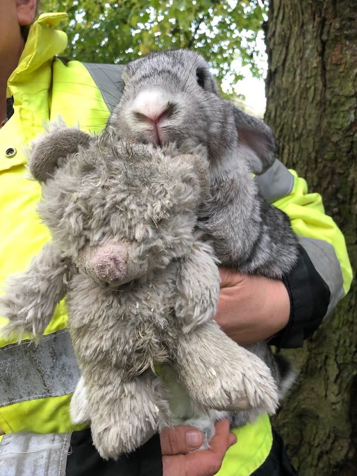 Estos rescatadores salvaron a un conejo abandonado que no soltaba a su peluche
