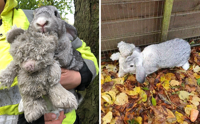 Rescuers Take In An Abandoned Rabbit Clinging To Its Teddy Bear