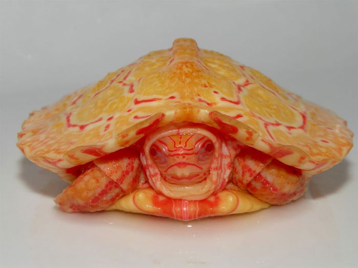 Apparemment, les tortues AlƄino ressemblent à des dragons ardents (18 photos) |  Panda qui s'ennuie