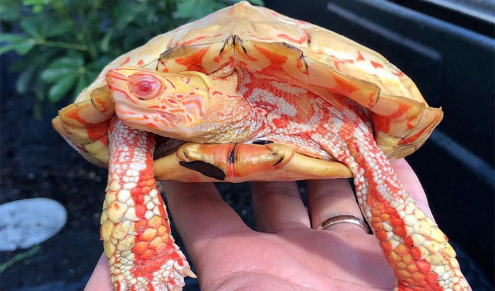 Apparently, Albino Turtles Look Like Fiery Dragons (18 Pics)