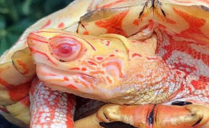 Apparently, Albino Turtles Look Like Fiery Dragons (18 Pics)