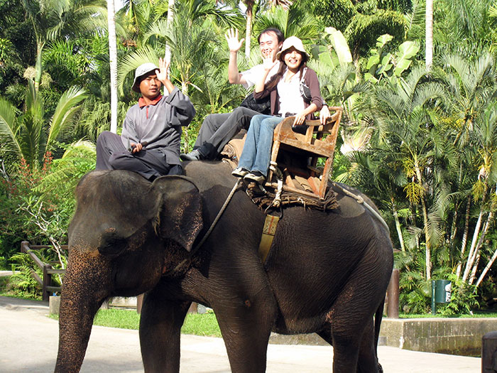 Angkor Wat Is Finally Putting A Stop To Its Elephant Rides