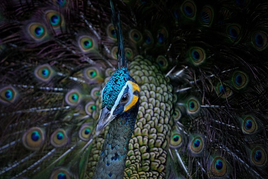 Brilliant Peacock