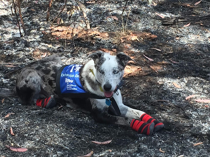 This Hero Dog Has Been Tasked With Finding Koalas That Have Survived Australia's Bushfires