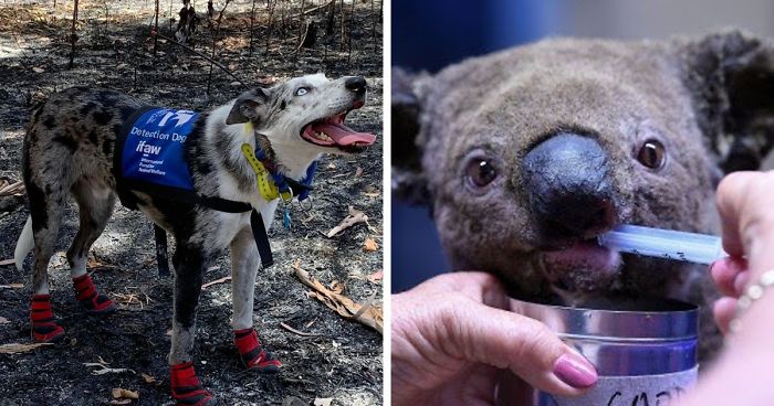 This Hero Dog Has Been Tasked With Finding Koalas That Have Survived Australia’s Bushfires