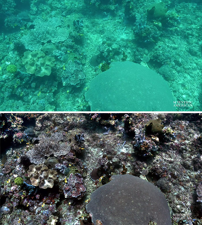 Scientists Create An Algorithm That Removes Color Distortion From Underwater Photos And Here Are 8 Before And After Pics