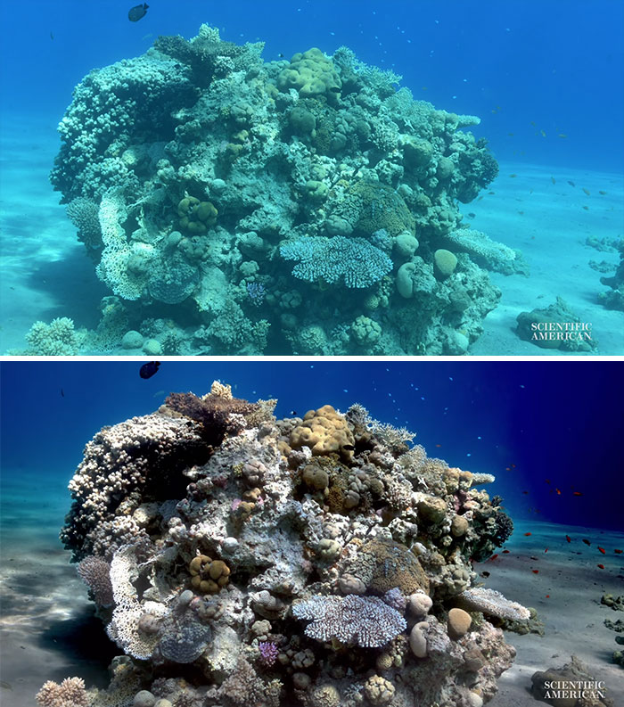 Scientists Create An Algorithm That Removes Color Distortion From Underwater Photos And Here Are 8 Before And After Pics