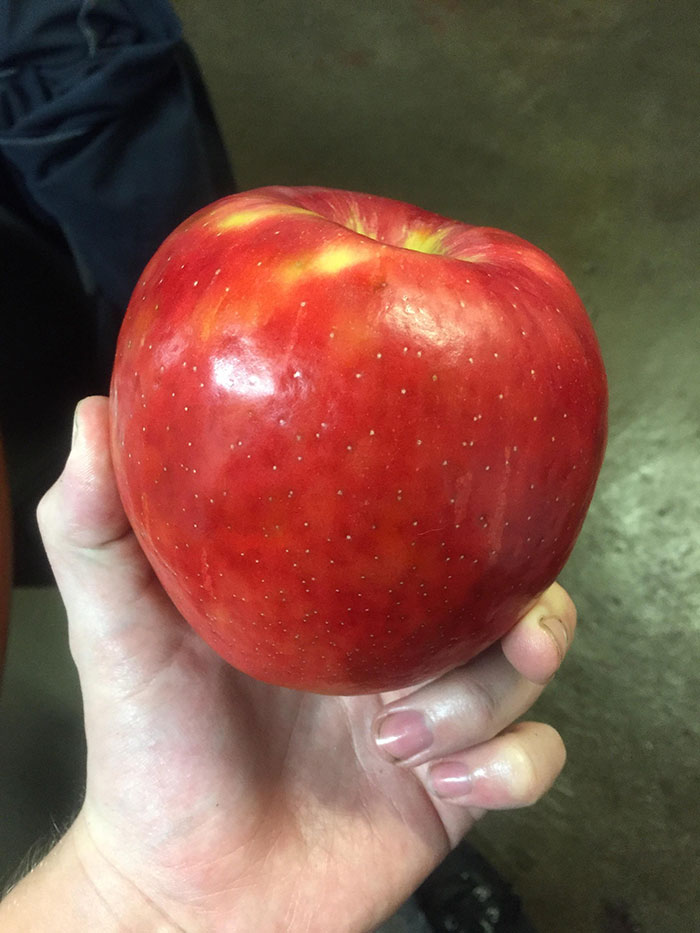 Manzana enorme de medio kilo