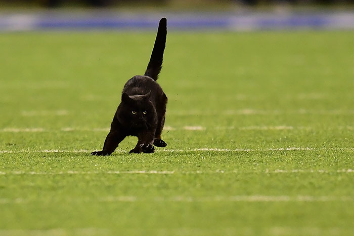 This Cat Interrupted A Monday Night Football Match And Made End Zone Run
