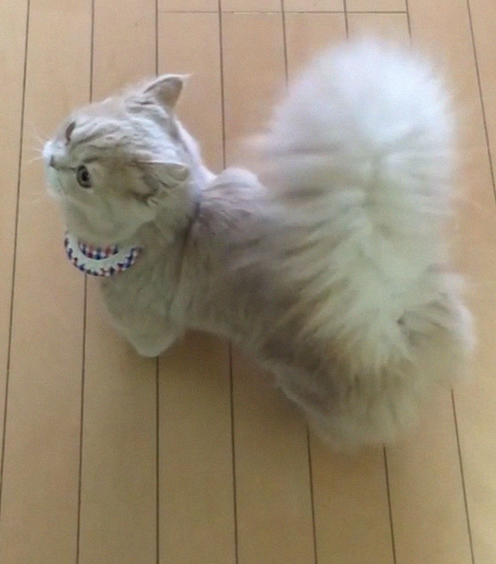 This Cat Has A Majestic Fluffy Tail Just Like A Squirrel