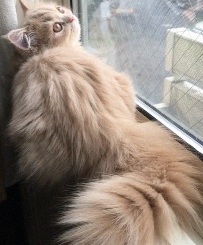 Este gato tiene una cola majestuosa y esponjosa como la de una ardilla