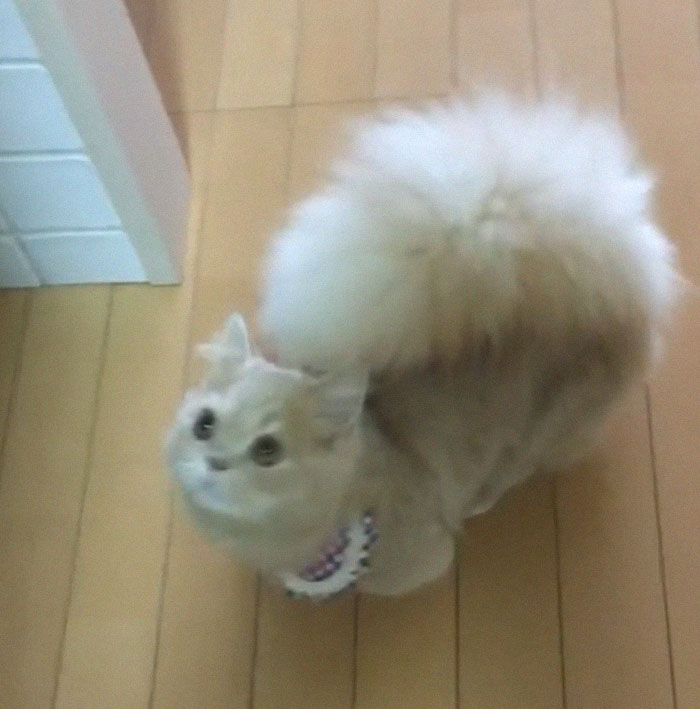 This Cat Has A Majestic Fluffy Tail Just Like A Squirrel