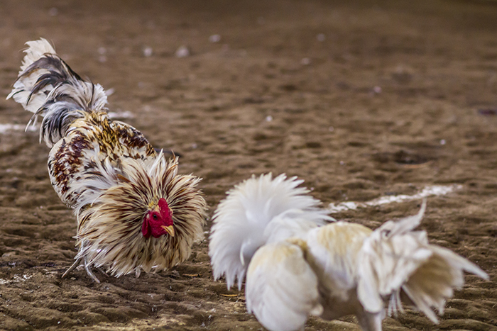 Mnoho archeológov verí, že kurčatá boli najprv domestikované nie na jesť, ale na zápasenie s kohútikmi