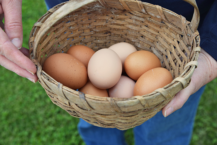 Farba kuracích vajec sa zvyčajne zhoduje s farbou ich ušnic