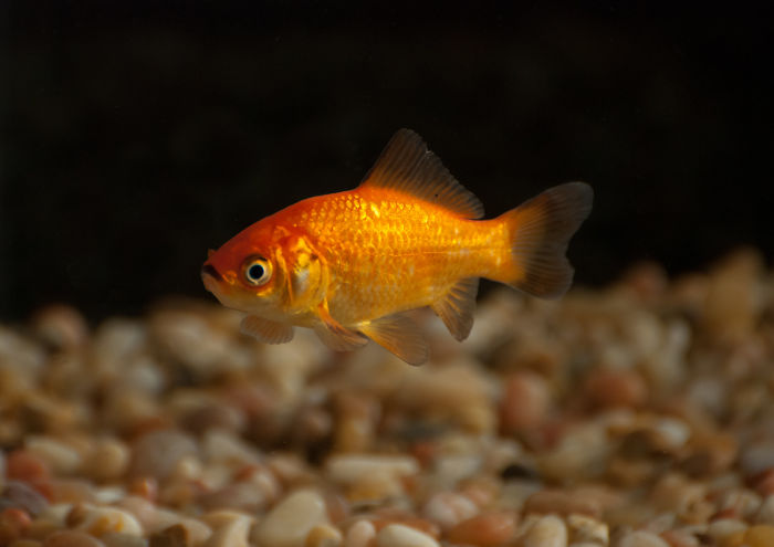 Goldfish Don't Have Short Memory Spans