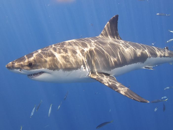Great White Sharks Do Not Mistake Human Divers For Pinnipeds