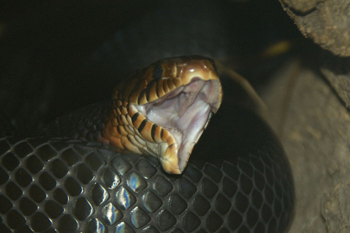 Snake Jaws Cannot Unhinge