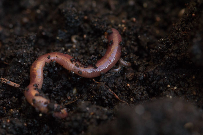 Earthworms Do Not Become Two Worms When Cut In Half