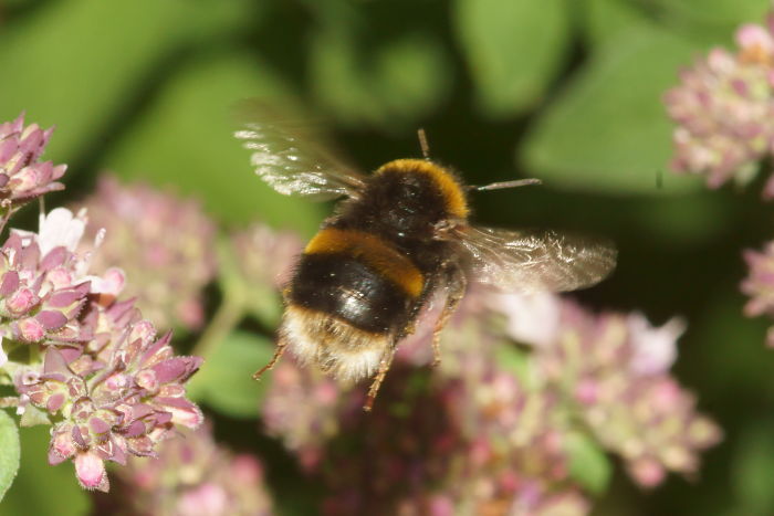 The Flight Mechanism And Aerodynamics Of The Bumblebee (As Well As Other Insects) Are Actually Quite Well Understood