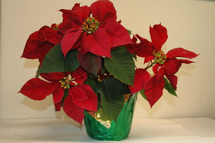 Poinsettias Are Not Highly Toxic To Humans Or Cats