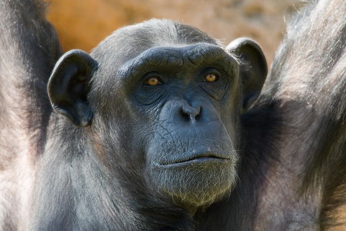 Humans Did Not Evolve From Either Of The Living Species Of Chimpanzees